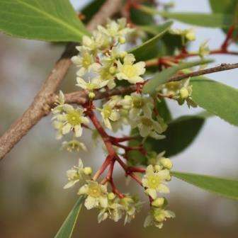 5 Gymnosporia senegalensis Seeds - Confetti Tree - Indigenous South African Shrub Barrier Plant