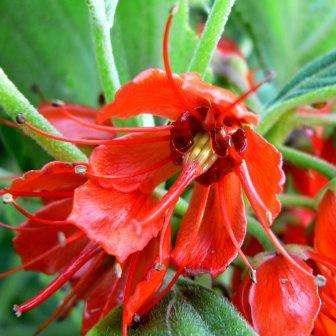 10 Greyia flanaganii Tree Seeds - Kei Bottlebrush - Flat Ship Rate + Free Seeds with All Orders