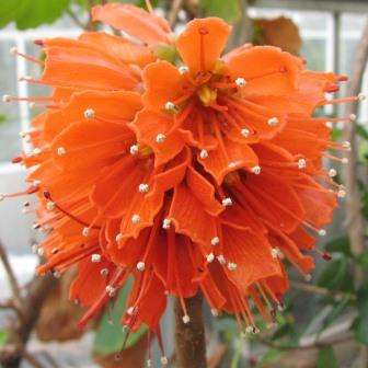 10 Greyia radlkoferi Tree Seeds - Woolly Bottlebrush - Flat Ship Rate + Free Seeds with All Orders