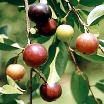 3 Flacourtia indica Seeds - Indian Plum - Edible Fruit Tree - Flat Ship Rate