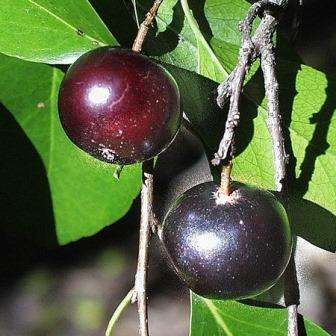 Flacourtia indica Seeds - Indian Plum - Edible Fruit Tree - Flat Ship Rate
