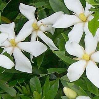 Gardenia cornuta Seeds - Natal Gardenia - Indigenous Shrub or Small Tree - New