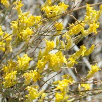10 Gnidia polycephala Seeds - Karoo Broom - Indigenous Flowering Shrub - New