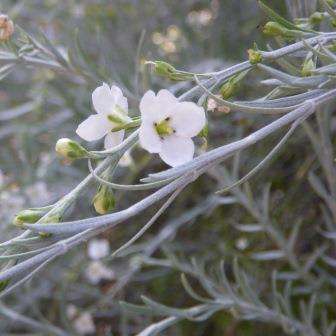 5 Gomphostigma virgatum Seeds - River Star - Indigenous Evergreen Shrub - ENORMOUS RANGE