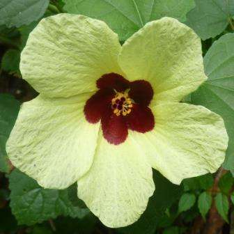 Hibiscus calyphyllus Seeds - Sun Hibiscus - Indigenous South African Native Perennial Shrub