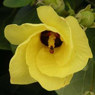 5 Hibiscus tiliaceus Seeds - Tree Hibiscus - Indigenous South African Native Shrub