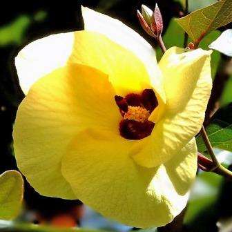 5 Hibiscus tiliaceus Seeds - Tree Hibiscus - Indigenous South African Native Shrub