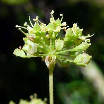 Heteromorpha arborescens Seeds - Parsley Tree Seeds - Indigenous