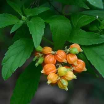 10 Hoslundia opposita Seeds - Bird Gooseberry - Indigenous Shrub - Edible Fruit