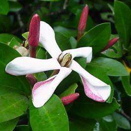 10 Hyperocanthus amoenus Seeds - Thorny Gardenia - Indigenous South African Shrub or Small Tree