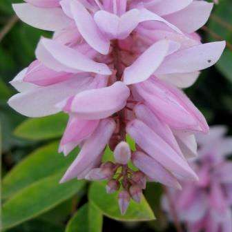 Indigofera eriocarpa Seeds - Isikhubabende - Indigenous South African Flowering Shrub