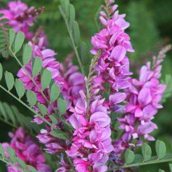 Indigofera hispida Seeds - Indigenous South African Flowering Shrub