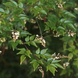 Indigofera natalensis Seeds - Indigenous South African Flowering Shrub - Combined Global Shipping