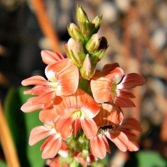 Indigofera psoraloides Seeds - Indigenous South African Flowering Shrub - Worldwide Shipping