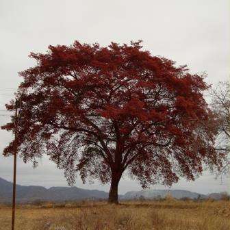 Julbernardia globifera - Munondo Seeds - Indigenous Tree - Shrub