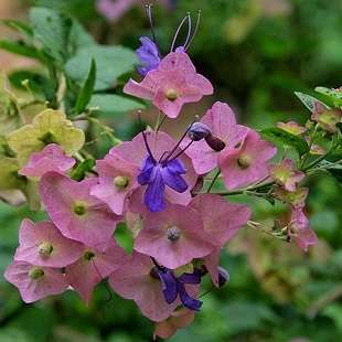 10 Southern Chinese Hats Seeds - Karomia speciosa Shrub or Small Tree