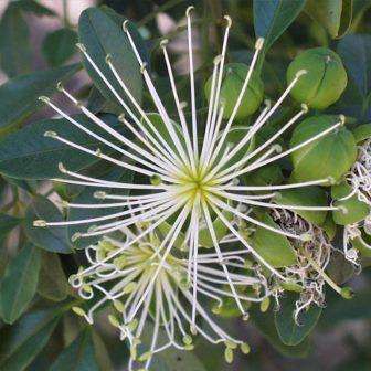 10 Maerua cafra Seeds - White-Wood, Witbos - Indigenous Shrub - Combined Shipping Available