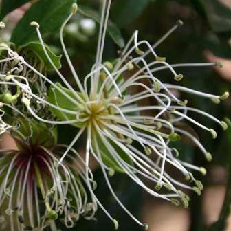 Maerua cafra Seeds - White-Wood, Witbos - Indigenous Shrub - Combined Shipping Available