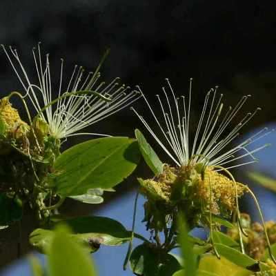 Maerua angolensis Seeds - Bead Bean - Indigenous Shrub or Small Tree -Combined Shipping Available