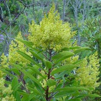 Laurophyllus capensis Seeds - Iron Martin - Indigenous Shrub or Small Evergreen Tree