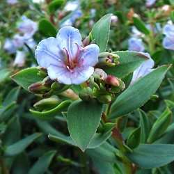 10 Lobostemon glaucophyllus Seeds - Pajama Bush - Beautiful Indigenous Flowering Shrub Seeds