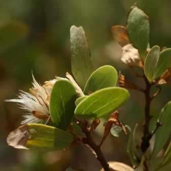10 Lopholaena coriifolia Seeds - Pluisiesbos - South African Indigenous Flowering Shrub