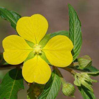 10 Ludwigia octovalvis Seeds - Exotic Shrub from Hawaii- Combined Shipping Available