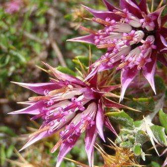 5 Macledium spinosum Seeds - Endemic Indigenous Shrub - Free Combined Shipping Available