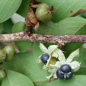Margaritaria discoidea Seeds - Pheasant-berry - Indigenous Tree - Medicinal