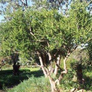 Maytenus lucida Seeds - Cape Koko Tree - South African Indigenous Tree - Shrub - Global Ship