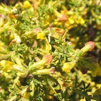 Melolobium candicans Seeds - Honey Bush - Indigenous Shrub