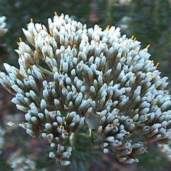 Metalasia densa Seeds - Blombos - Flower Bush - Indigenous Flowering Shrub