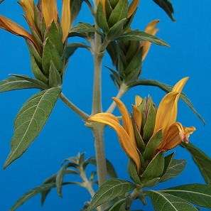 10 Metarungia longistrobus Seeds - Sunbird Bush - Beautiful Indigenous Flowering Shrub