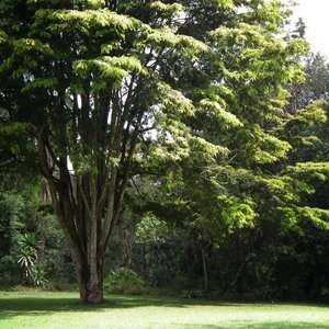Forest Newtonia Seeds - Newtonia buchananii Deciduous Tree Seeds