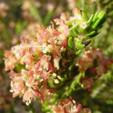 10 Passerina corymbosa Seeds - Bakers Bush - Indigenous South African Endemic Shrub