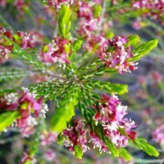 Passerina obtusifolia Seeds - Karoo Bakers Bush - Indigenous South African Endemic Shrub