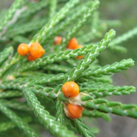 10 Passerina rigida Seeds - Bakers Bush - Indigenous South African Endemic Shrub