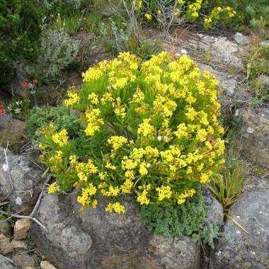 10 Othonna cylindrica Seeds - Ossierapuisbos - Indigenous Shrub