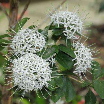 4 Pavetta cooperi Seeds - Christmas Bush or Pompon Bride's Bush - Indigenous Shrub or Small Tree