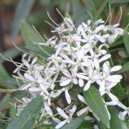 3 Pavetta lanceolata Seeds - Weeping Bride's Bush - Indigenous Shrub or Small Tree