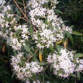 3 Pavetta lanceolata Seeds - Weeping Bride's Bush - Indigenous Shrub or Small Tree
