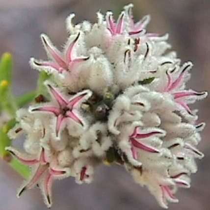 Phylica stipularis Seeds - Attractive Indigenous South African Shrub