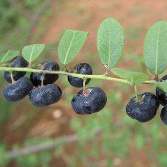10 Phyllanthus reticulatus Seeds - Roast Potato Plant - Indigenous Shrub or Small Tree