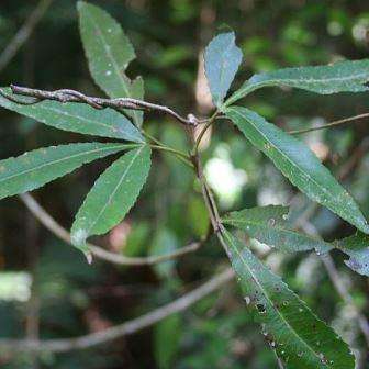 10 Platylophus trifoliatus Seeds - White Alder, Witels - Wood used for Furniture - Indigenous Tree