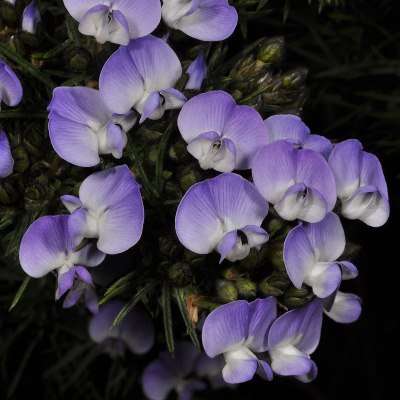 10 Psoralea affinis Seeds - Beautiful Indigenous South African Endemic Shrub