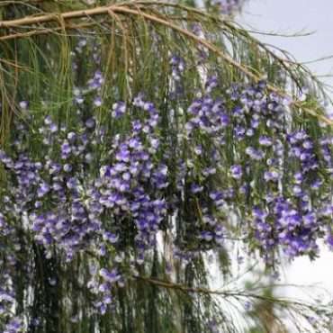 Psoralea aphylla Seeds - Beautiful Indigenous South African Endemic Shrub