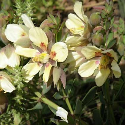 10 Roepera fulva Seeds - Beautiful Indigenous South African Flowering Shrub