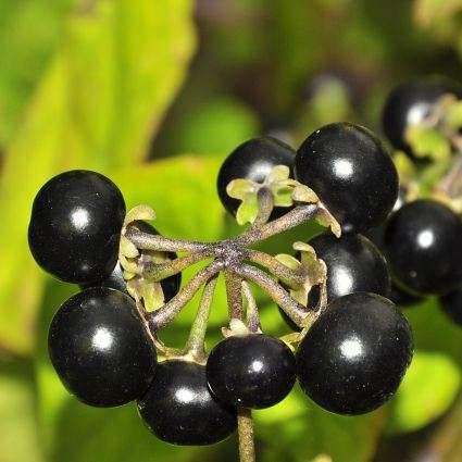 10 Solanum guineense Seeds - Garden Huckleberry - Indigenous South African Shrub Edible Fruit