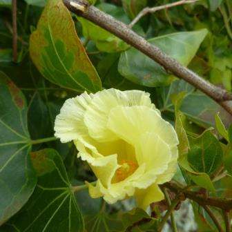 Thespesia acutiloba Tree Seeds - South African Indigenous Tree - Worldwide Delivery
