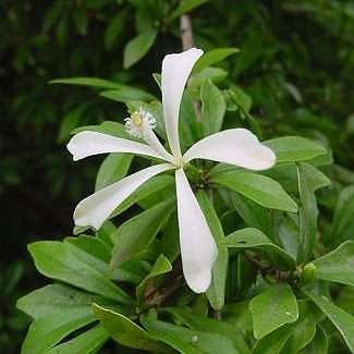 10 Turraea obtusifolia Tree Seeds - South African Indigenous Tree - Worldwide Delivery